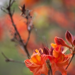 Stream of Orange Flowers Blooms.jpg