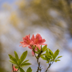 Thin Depth of Field Floral Photography.jpg