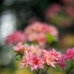 Tiny Pink Rhodies To order a print please email me at  Mike Reid Photography : flower, flowers, floral, bloom, blooms, spring, print on canvas, thin depth of field, art, flower art, rhododendrons, arboretum, canon flowers, 1.2 flowers
