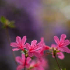 Tiny Vivid Azaleas Flowers.jpg