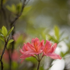 Two Pink Blooms To order a print please email me at  Mike Reid Photography : flower, flowers, floral, bloom, blooms, spring, print on canvas, thin depth of field, art, flower art, rhododendrons, arboretum, canon flowers, 1.2 flowers, fine art flower prints, flower photography