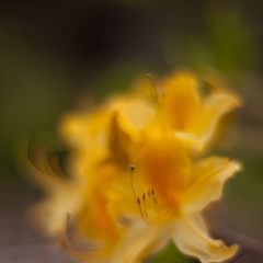 Whirling Rhodies To order a print please email me at  Mike Reid Photography : flower, flowers, floral, bloom, blooms, spring, print on canvas, thin depth of field, art, flower art, rhododendrons, arboretum, canon flowers, 1.2 flowers, fine art flower prints, flower photography