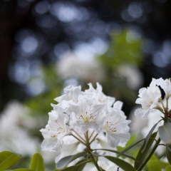 White Beauty To order a print please email me at  Mike Reid Photography : flower, flowers, floral, bloom, blooms, spring, print on canvas, thin depth of field, art, flower art, rhododendrons, arboretum, canon flowers, 1.2 flowers