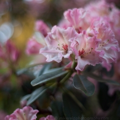 White Pink Rhododendrons Cluster.jpg