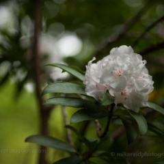 White Rhododendron Cluster Flowers To order a print please email me at  Mike Reid Photography : flower, flowers, floral, bloom, blooms, spring, print on canvas, thin depth of field, art, flower art, rhododendrons, arboretum, canon flowers, 1.2 flowers, fine art flower prints, flower photography