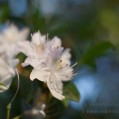 White Rhododendrons To order a print please email me at  Mike Reid Photography : flower, flowers, floral, bloom, blooms, spring, print on canvas, thin depth of field, art, flower art, rhododendrons, arboretum, canon flowers, 1.2 flowers, fine art flower prints, flower photography