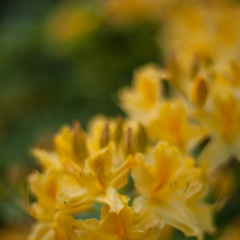 Yellow Blossom Path.jpg