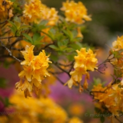 Yellow Rhodies To order a print please email me at  Mike Reid Photography : flower, flowers, floral, bloom, blooms, spring, print on canvas, thin depth of field, art, flower art, rhododendrons, arboretum, canon flowers, 1.2 flowers, fine art flower prints, flower photography