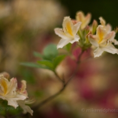 Yellow Rhododendron Flowers Bloom To order a print please email me at  Mike Reid Photography : flower, flowers, floral, bloom, blooms, spring, print on canvas, thin depth of field, art, flower art, rhododendrons, arboretum, canon flowers, 1.2 flowers, fine art flower prints, flower photography