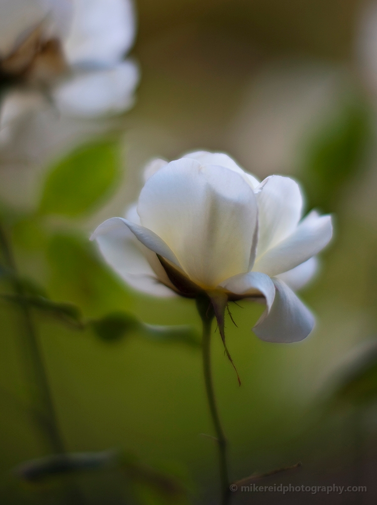 Beautiful White Roses 