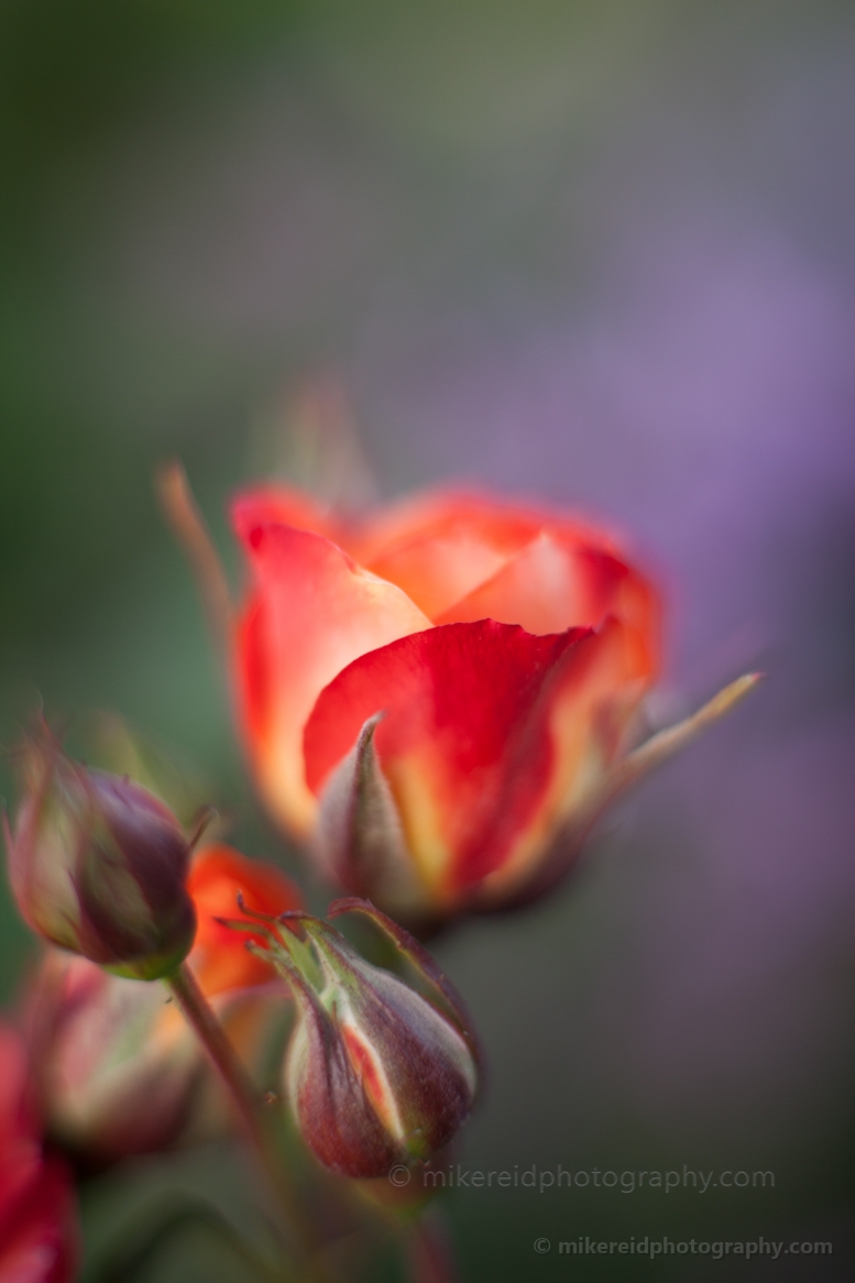 Bright Rose Blooms 