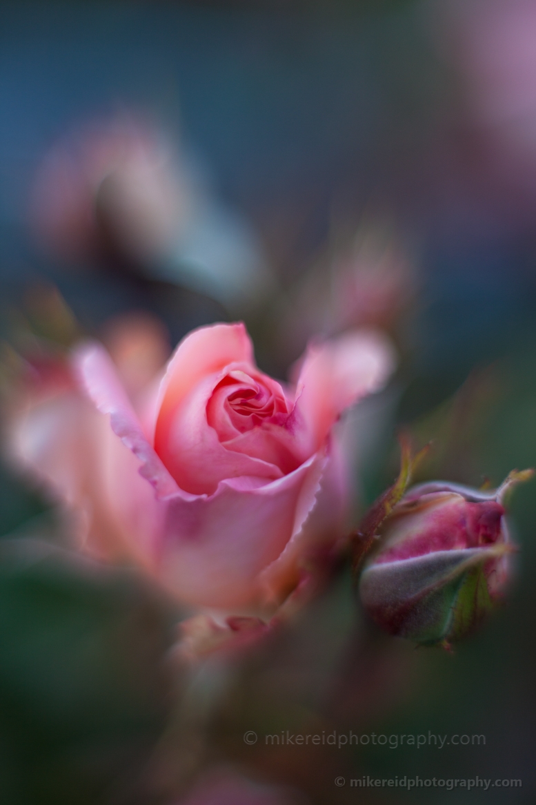 Pink roses Dreams 