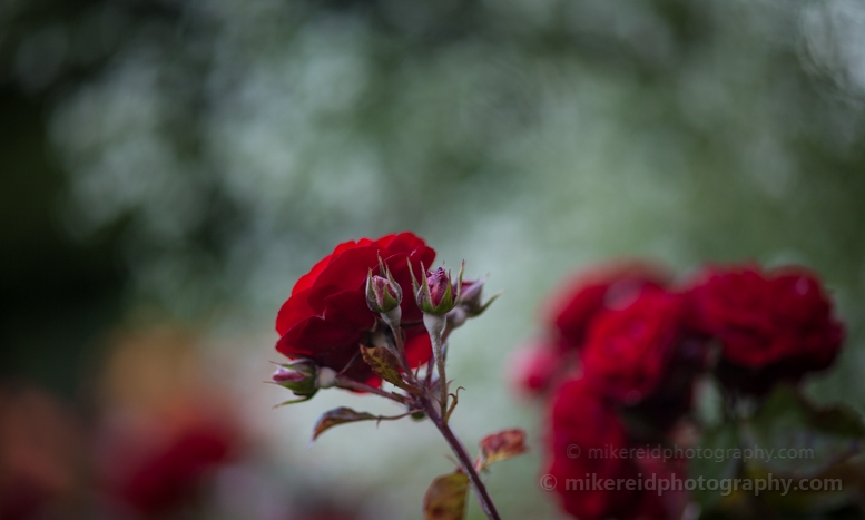 Red Roses Mist 