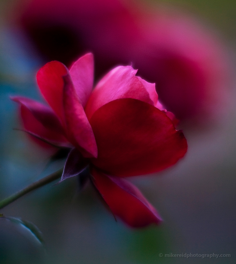 Sharp Red Rose Petals 