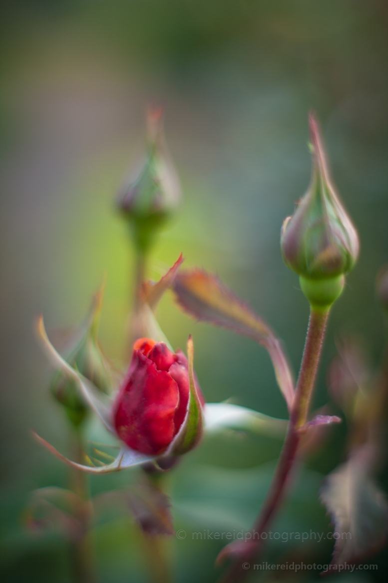 Single Red Rose Blossom 