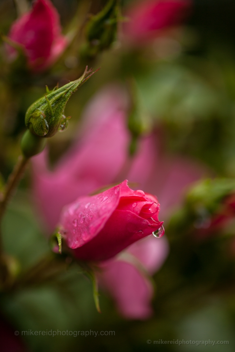 Soft Delicate Blooms in the Garden 