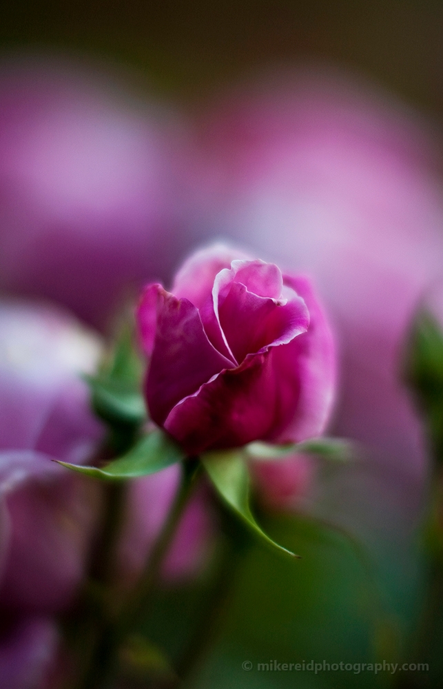 Soft Pink Rose Tips 