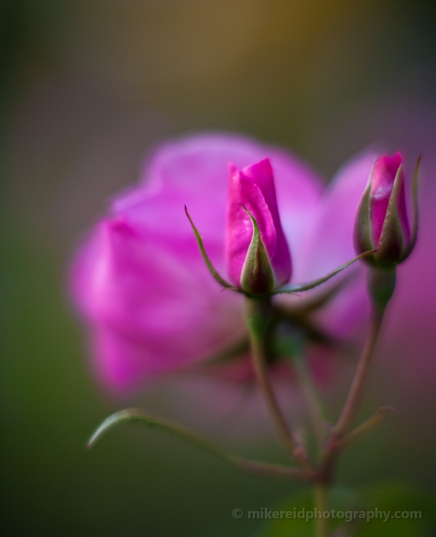 Vibrant Pink Roses 