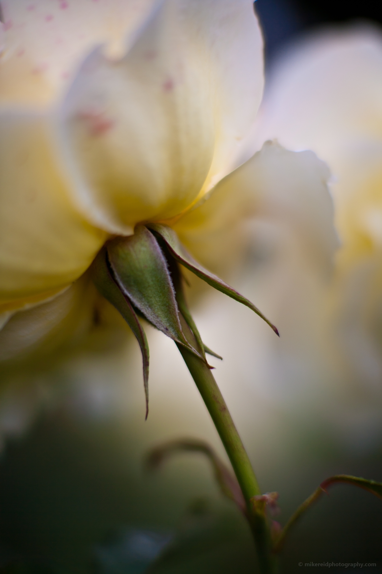 White Rose Glory 