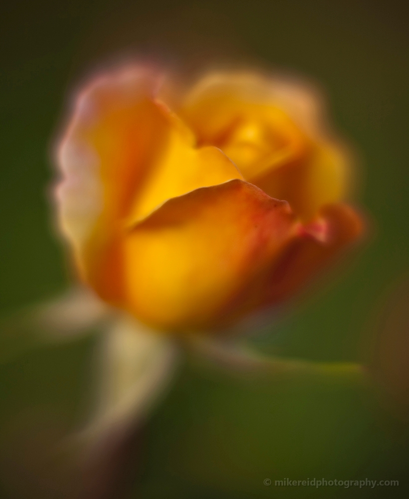 Yellow Rose Petals 