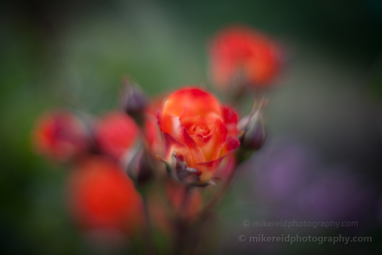 abstract Red Roses 