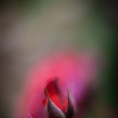 Alone To order a print please email me at  Mike Reid Photography : rose, roses, flower, flowers, floral, zeiss, floral photography, flower photography, floral poetry, thin depth of field, canon 85mm f/1.2, zeiss 50mm f/1.4, reid, mike reid photography, petals, rosebuds