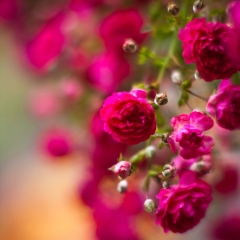 Beautiful Rose Blooms To order a print please email me at  Mike Reid Photography : rose, roses, flower, flowers, floral, zeiss, floral photography, flower photography, floral poetry, thin depth of field, canon 85mm f/1.2, zeiss 50mm f/1.4, reid, mike reid photography, petals, rosebuds