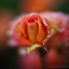 Beautiful Rosebud To order a print please email me at  Mike Reid Photography : rose, roses, flower, flowers, floral, zeiss, floral photography, flower photography, floral poetry, thin depth of field, canon 85mm f/1.2, zeiss 50mm f/1.4, reid, mike reid photography, petals, rosebuds