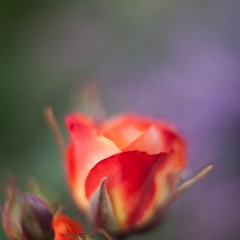 Bright Rose Blooms To order a print please email me at  Mike Reid Photography : rose, roses, flower, flowers, floral, zeiss, floral photography, flower photography, floral poetry, thin depth of field, canon 85mm f/1.2, zeiss 50mm f/1.4, reid, mike reid photography, petals, rosebuds