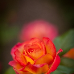 Bright Tropicana Rose To order a print please email me at  Mike Reid Photography : rose, roses, flower, flowers, floral, zeiss, floral photography, flower photography, floral poetry, thin depth of field, canon 85mm f/1.2, zeiss 50mm f/1.4, reid, mike reid photography, petals, rosebuds