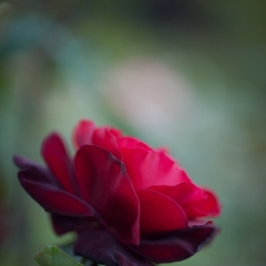 Dark Red Rose To order a print please email me at  Mike Reid Photography : rose, roses, flower, flowers, floral, zeiss, floral photography, flower photography, floral poetry, thin depth of field, canon 85mm f/1.2, zeiss 50mm f/1.4, reid, mike reid photography, petals, rosebuds