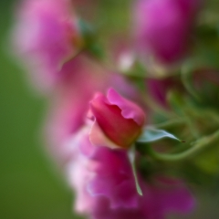Delicate Dreamy Roses To order a print please email me at  Mike Reid Photography : rose, roses, flower, flowers, floral, zeiss, floral photography, flower photography, floral poetry, thin depth of field, canon 85mm f/1.2, zeiss 50mm f/1.4, reid, mike reid photography, petals, rosebuds