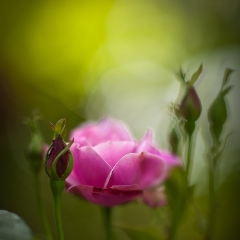 Delicate Pink Rose To order a print please email me at  Mike Reid Photography : rose, roses, flower, flowers, floral, zeiss, floral photography, flower photography, floral poetry, thin depth of field, canon 85mm f/1.2, zeiss 50mm f/1.4, reid, mike reid photography, petals, rosebuds