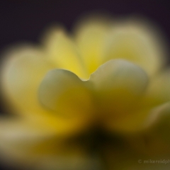 Delicate Yellow Flower To order a print please email me at  Mike Reid Photography : rose, roses, flower, flowers, floral, zeiss, floral photography, flower photography, floral poetry, thin depth of field, canon 85mm f/1.2, zeiss 50mm f/1.4, reid, mike reid photography, petals, rosebuds