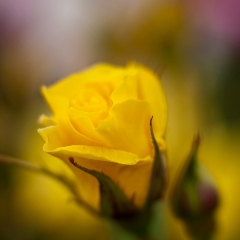 Delicate Yellow Rose To order a print please email me at  Mike Reid Photography : rose, roses, flower, flowers, floral, zeiss, floral photography, flower photography, floral poetry, thin depth of field, canon 85mm f/1.2, zeiss 50mm f/1.4, reid, mike reid photography, petals, rosebuds