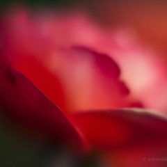 Dreamy Rose Photography To order a print please email me at  Mike Reid Photography : rose, roses, flower, flowers, floral, zeiss, floral photography, flower photography, floral poetry, thin depth of field, canon 85mm f/1.2, zeiss 50mm f/1.4, reid, mike reid photography, petals, rosebuds