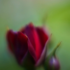 Edge of Red Rose Petal To order a print please email me at  Mike Reid Photography : rose, roses, flower, flowers, floral, zeiss, floral photography, flower photography, floral poetry, thin depth of field, canon 85mm f/1.2, zeiss 50mm f/1.4, reid, mike reid photography, petals, rosebuds