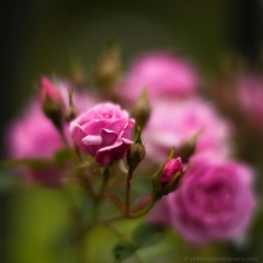 Flurry of Pink Roses To order a print please email me at  Mike Reid Photography : rose, roses, flower, flowers, floral, zeiss, floral photography, flower photography, floral poetry, thin depth of field, canon 85mm f/1.2, zeiss 50mm f/1.4, reid, mike reid photography, petals, rosebuds