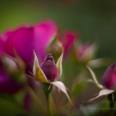 Fuschia Rosebuds To order a print please email me at  Mike Reid Photography : rose, roses, flower, flowers, floral, zeiss, floral photography, flower photography, floral poetry, thin depth of field, canon 85mm f/1.2, zeiss 50mm f/1.4, reid, mike reid photography, petals, rosebuds