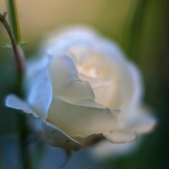 Glowing White Rose To order a print please email me at  Mike Reid Photography : rose, roses, flower, flowers, floral, zeiss, floral photography, flower photography, floral poetry, thin depth of field, canon 85mm f/1.2, zeiss 50mm f/1.4, reid, mike reid photography, petals, rosebuds