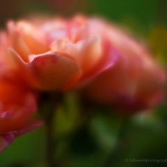 Gorgeous Rose Blooms To order a print please email me at  Mike Reid Photography : rose, roses, flower, flowers, floral, zeiss, floral photography, flower photography, floral poetry, thin depth of field, canon 85mm f/1.2, zeiss 50mm f/1.4, reid, mike reid photography, petals, rosebuds