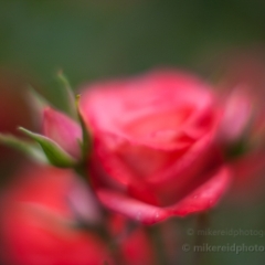 Hot Cocoa Soft Roses To order a print please email me at  Mike Reid Photography : rose, roses, flower, flowers, floral, zeiss, floral photography, flower photography, floral poetry, thin depth of field, canon 85mm f/1.2, zeiss 50mm f/1.4, reid, mike reid photography, petals, rosebuds
