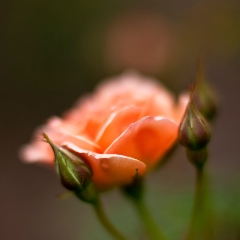 Impressionist Pink Rose To order a print please email me at  Mike Reid Photography : rose, roses, flower, flowers, floral, zeiss, floral photography, flower photography, floral poetry, thin depth of field, canon 85mm f/1.2, zeiss 50mm f/1.4, reid, mike reid photography, petals, rosebuds