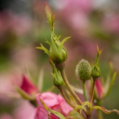 In the Garden To order a print please email me at  Mike Reid Photography : rose, roses, flower, flowers, floral, zeiss, floral photography, flower photography, floral poetry, thin depth of field, canon 85mm f/1.2, zeiss 50mm f/1.4, reid, mike reid photography, petals, rosebuds