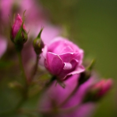 Many Rose Blossoms To order a print please email me at  Mike Reid Photography : rose, roses, flower, flowers, floral, zeiss, floral photography, flower photography, floral poetry, thin depth of field, canon 85mm f/1.2, zeiss 50mm f/1.4, reid, mike reid photography, petals, rosebuds