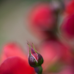 One Red Bud Hot Cocoa To order a print please email me at  Mike Reid Photography : rose, roses, flower, flowers, floral, zeiss, floral photography, flower photography, floral poetry, thin depth of field, canon 85mm f/1.2, zeiss 50mm f/1.4, reid, mike reid photography, petals, rosebuds