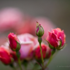 Painterly Rose Blossoms To order a print please email me at  Mike Reid Photography : rose, roses, flower, flowers, floral, zeiss, floral photography, flower photography, floral poetry, thin depth of field, canon 85mm f/1.2, zeiss 50mm f/1.4, reid, mike reid photography, petals, rosebuds