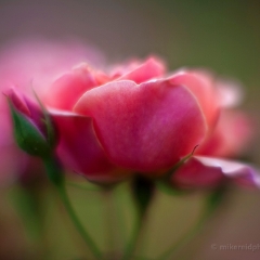 Painterly Rose Photography To order a print please email me at  Mike Reid Photography : rose, roses, flower, flowers, floral, zeiss, floral photography, flower photography, floral poetry, thin depth of field, canon 85mm f/1.2, zeiss 50mm f/1.4, reid, mike reid photography, petals, rosebuds