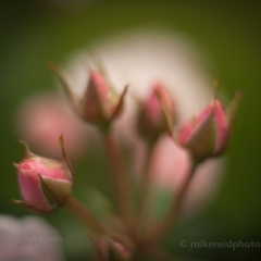 Peaceful Pink Blossoms To order a print please email me at  Mike Reid Photography : rose, roses, flower, flowers, floral, zeiss, floral photography, flower photography, floral poetry, thin depth of field, canon 85mm f/1.2, zeiss 50mm f/1.4, reid, mike reid photography, petals, rosebuds