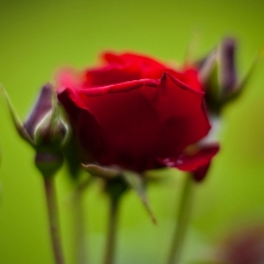 Peaceful Red Rose To order a print please email me at  Mike Reid Photography : rose, roses, flower, flowers, floral, zeiss, floral photography, flower photography, floral poetry, thin depth of field, canon 85mm f/1.2, zeiss 50mm f/1.4, reid, mike reid photography, petals, rosebuds